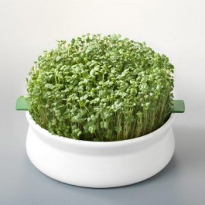 Kweekschaaltje Germline