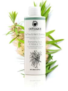 Shampoo Tea Tree en kruiden - Odylique 200 ml.