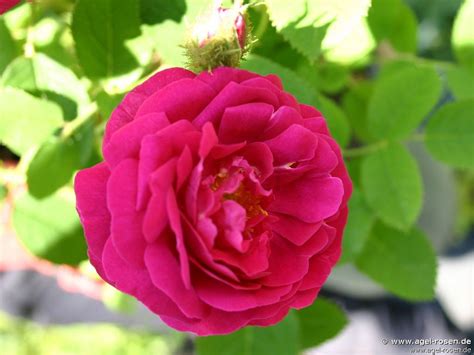 Deze afbeelding heeft een leeg alt-attribuut; de bestandsnaam is rozen-centofolia.jpg